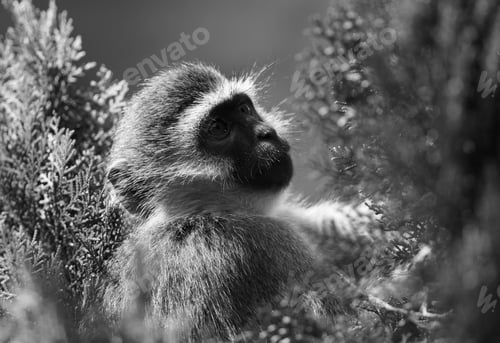 Preview: Vervet Monkey On A Tree