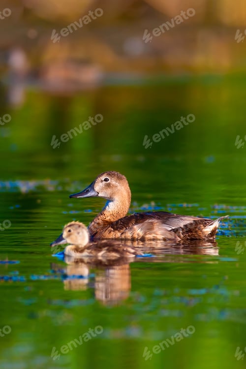 Preview: Cute Ducks. Nature Background.
