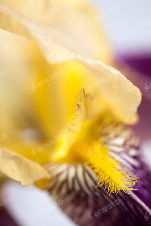 Preview: Beautiful Iris Flower With Details