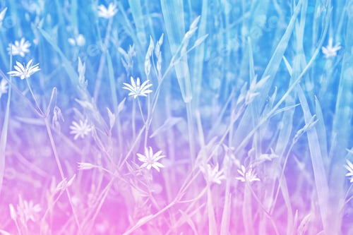 Preview: Blurred Image Of Grass. White Bright Daisy Flowers.