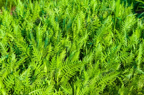 Preview: Spring Or Summer Natural Abstract Background With Grass In The Garden