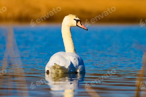 Preview: Swimming Swan. Natural Blue Yellow Background.