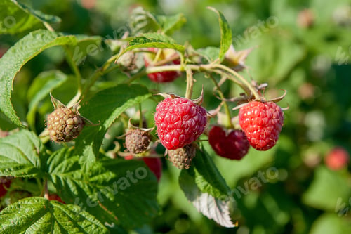 Preview: Lots Of Red Ripe Raspberries On A Bush. Close Up Of Fresh Organic Berries With Green Leaves On