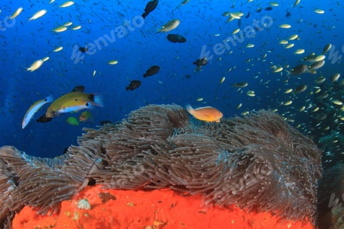Preview: Anemone, Clownfish, Coral Underwater In Ocean