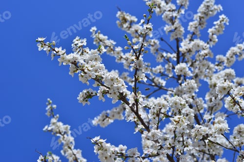 Preview: Plum Blossoms