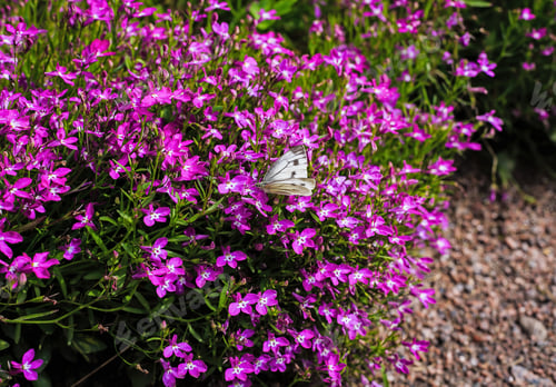 Preview: Beautiful Purple Lobelia Summer Flowers And Butterflies On A Green Background In The Garden Or Park