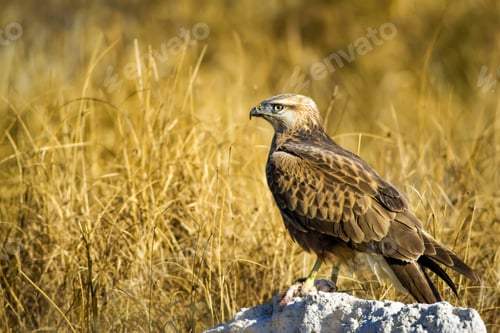 Preview: Bird Of Prey. Buzzard And Its Hunt Least Weasel. Yellow Nature Habitat Background. Bird: Long