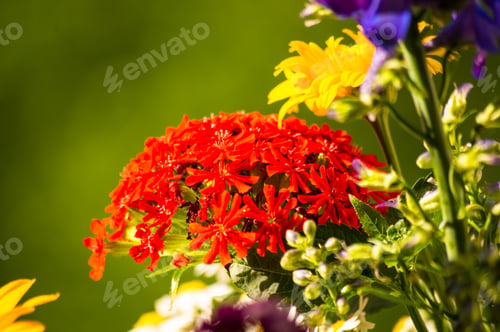 Preview: A Bouquet Of Bright Spring Flowers Of Various Types