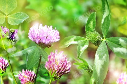 Preview: Blooming Clover