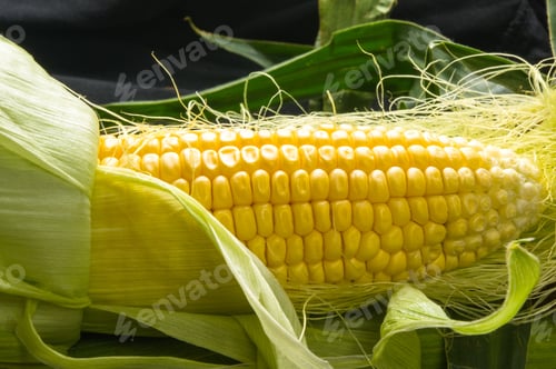 Preview: Fresh Corn On Cobs On Black Background, Closeup