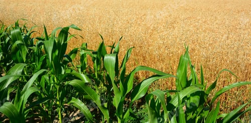 Preview: Young Green Corn Field In Agricultural Garden