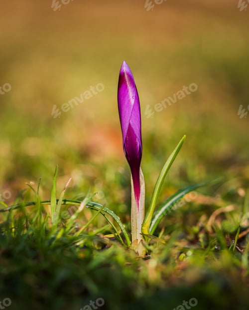 Preview: Spring Crocus In The Garden