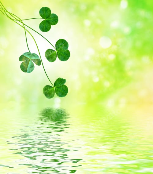 Preview: Green Clover Leaves On A Background Summer Landscape