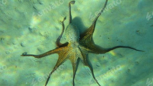 Visualização: Underwater Photo Of Octopus In Tropical Sandy Beach With Clear Waters