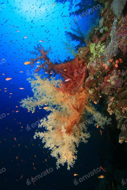 Preview: Soft Coral On A Reef