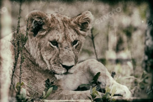 Preview: Vanishing Africa: Vintage Style Image Of An African Lion Cub In The Maasai Mara National Park, Kenya