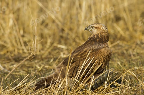 Preview: Bird Of Prey. Yellow Nature Background. Bird: Long Legged Buzzard. Buteo Rufinus.