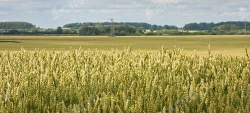 Preview: Fields Of Crops In The Summer