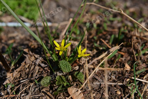 Preview: Yellow Star-Of-Bethlehem (Gagea Lutea)