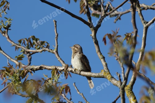 Preview: Eurasian Wryneck Or Northern Wryneck (Jynx Torquilla)