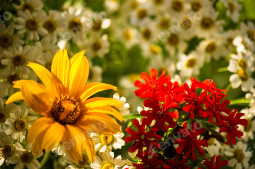 Preview: A Bouquet Of Bright Spring Flowers Of Various Types