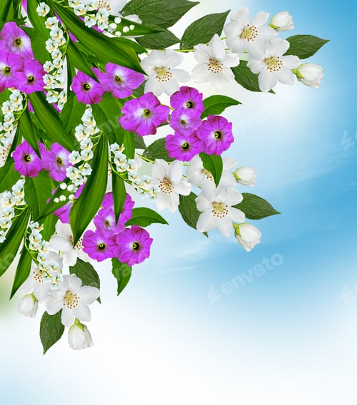 Preview: Branch Of Jasmine Flowers On A Background Of Blue Sky With Clouds