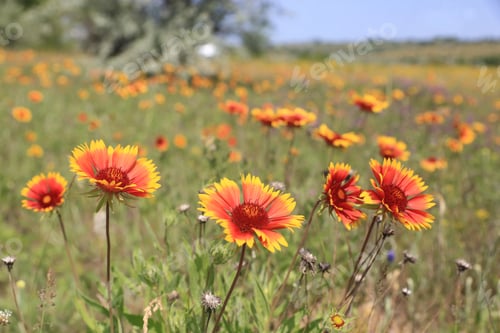 Preview: Nice Summer Meadow With Wild Flowers