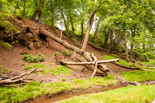 Preview: Mixed Fallen Tree Trunks In Woodland