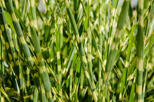 Preview: Grass Miscanthus In The Garden. The Green Background Of The Grass Miscanthus.