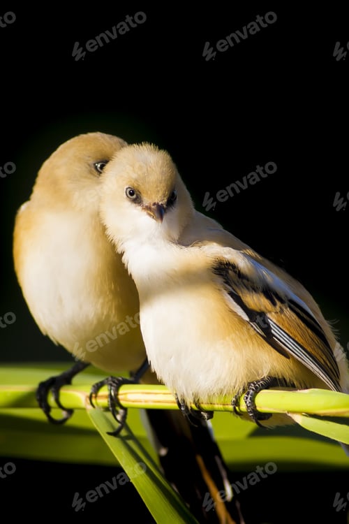 Preview: Cute Birds. Green And Black Background. Bearded Reedling / Panurus Biarmicus