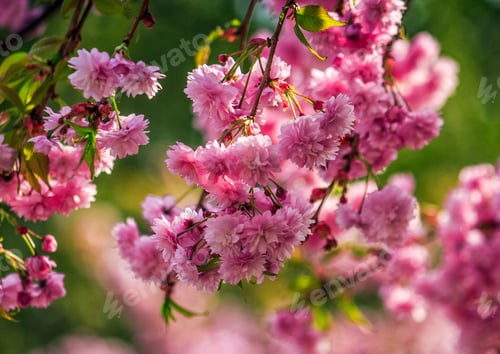 Preview: Beautiful Spring Background With Pink Sakura Flowers Closeup On A Branch On The Blurred Background