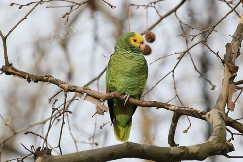 Preview: Yellow-Headed Amazon (Amazona Oratrix), Rosenstein Park, Stuttgart, Baden-Wuerttemberg
