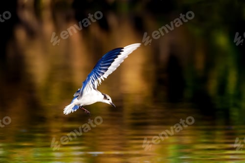 Preview: Flying Bird. Black Headed Gull. Colorful Nature Background.