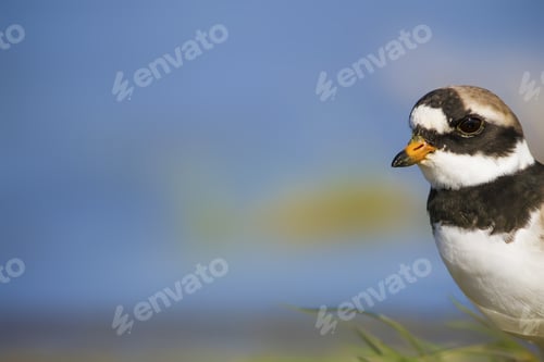 Preview: Cute Little Bird. Colorful Nature Background. Bird: Little Ringed Plover. Charadrius Dubius.