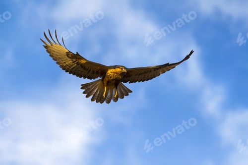 Preview: Bird Of Prey. Hunting Bird. White Clouds And Blue Sky Background.