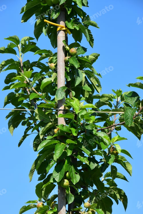 Preview: Young Espalier Fruit Tree In Summer