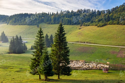 Preview: Flock Of Sheep On The Meadow On Hillside Near The Fir Forest In Mountains Of Romania At Sunrise