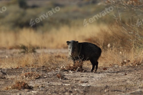 Preview: Javelina In Bosque Del Apache National Wildlife Refuge, New Mexico