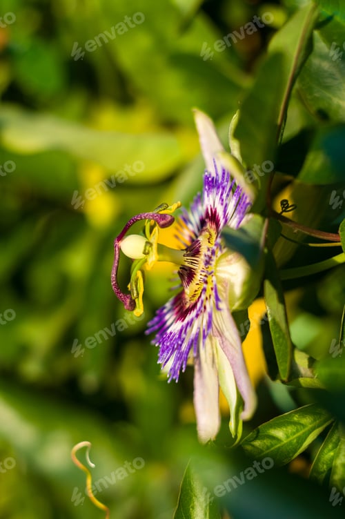 Preview: Passion Flower Passiflora Caerulea Passionflower Against Green Garden Background
