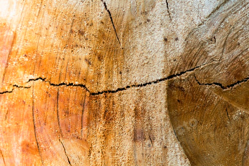 Preview: Wood Piece With Cracks From Recently Chopped Tree Trunk - Textures