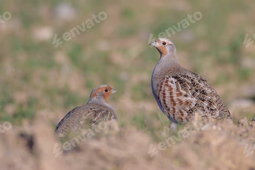 Preview: Partridge. Nature Background. Bird: Grey Partridge. Perdix Perdix.
