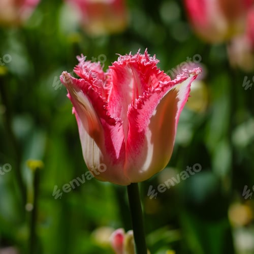 Preview: Spring Blooming Tulip Flowrs Blossom Scene. Tulips In Spring Blooming Garden. Tulip Festival In