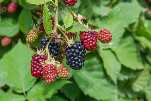 Preview: Red And Black Wild Blackberries Bushes And Branches On Green Leaves Background In The Garden During