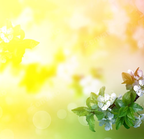 Preview: Natural Background. Blossoming Branch Apple. Bright Colorful Spring Flowers