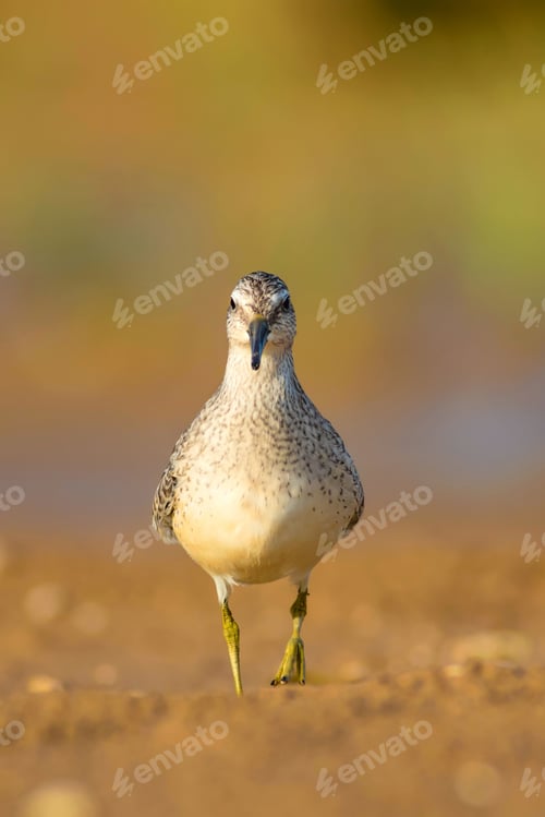 Preview: Water Bird. Natural Background. Bird: Red Knot. Calidris Canutus