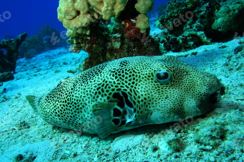 Preview: Giant Puffer Fish