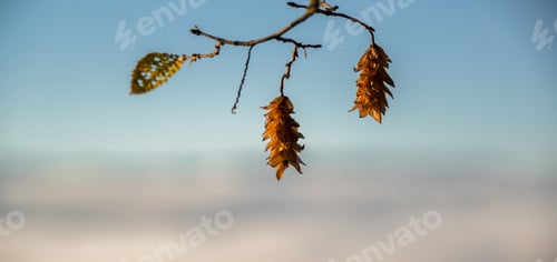 Preview: Beechnuts On A Tree