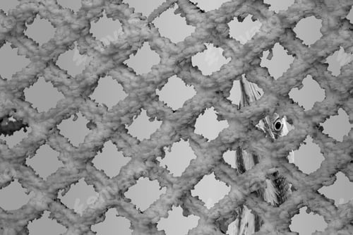 Preview: Black White Abstract Animal Photos.