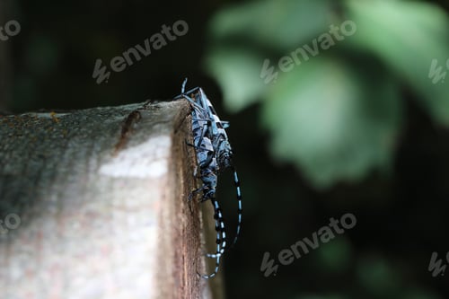 Preview: Rosalia Longicorn (Rosalia Alpina) Or Alpine Longhorn Beetle Swabian Jura Germany