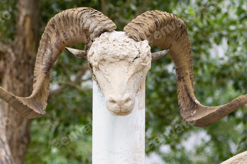 Preview: Marco Polo Sheep Skull In Pamir, Tajikistan, Central Asia